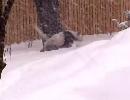 Panda Plays In The Snow